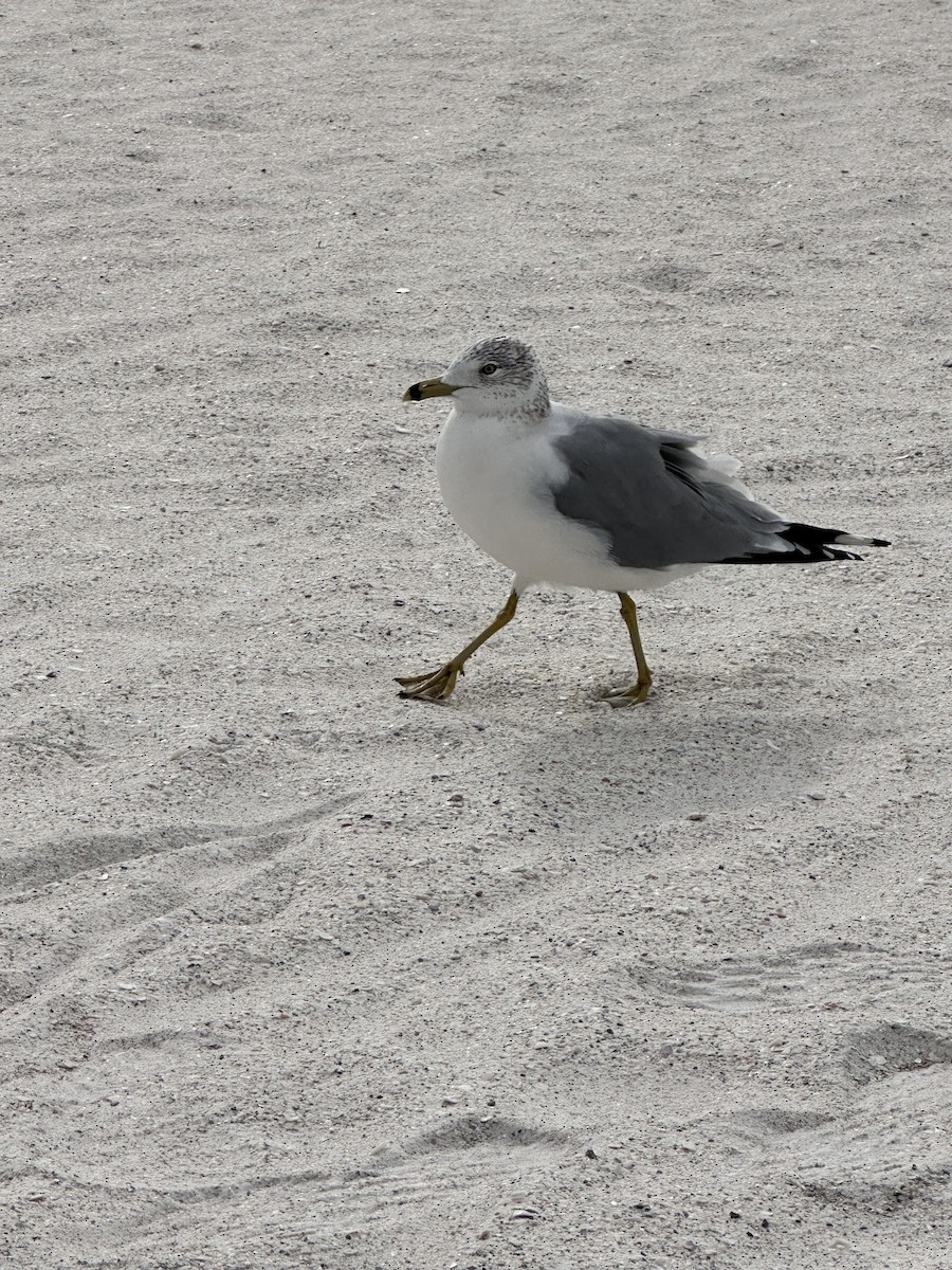 Ring-billed Gull - ML646984262