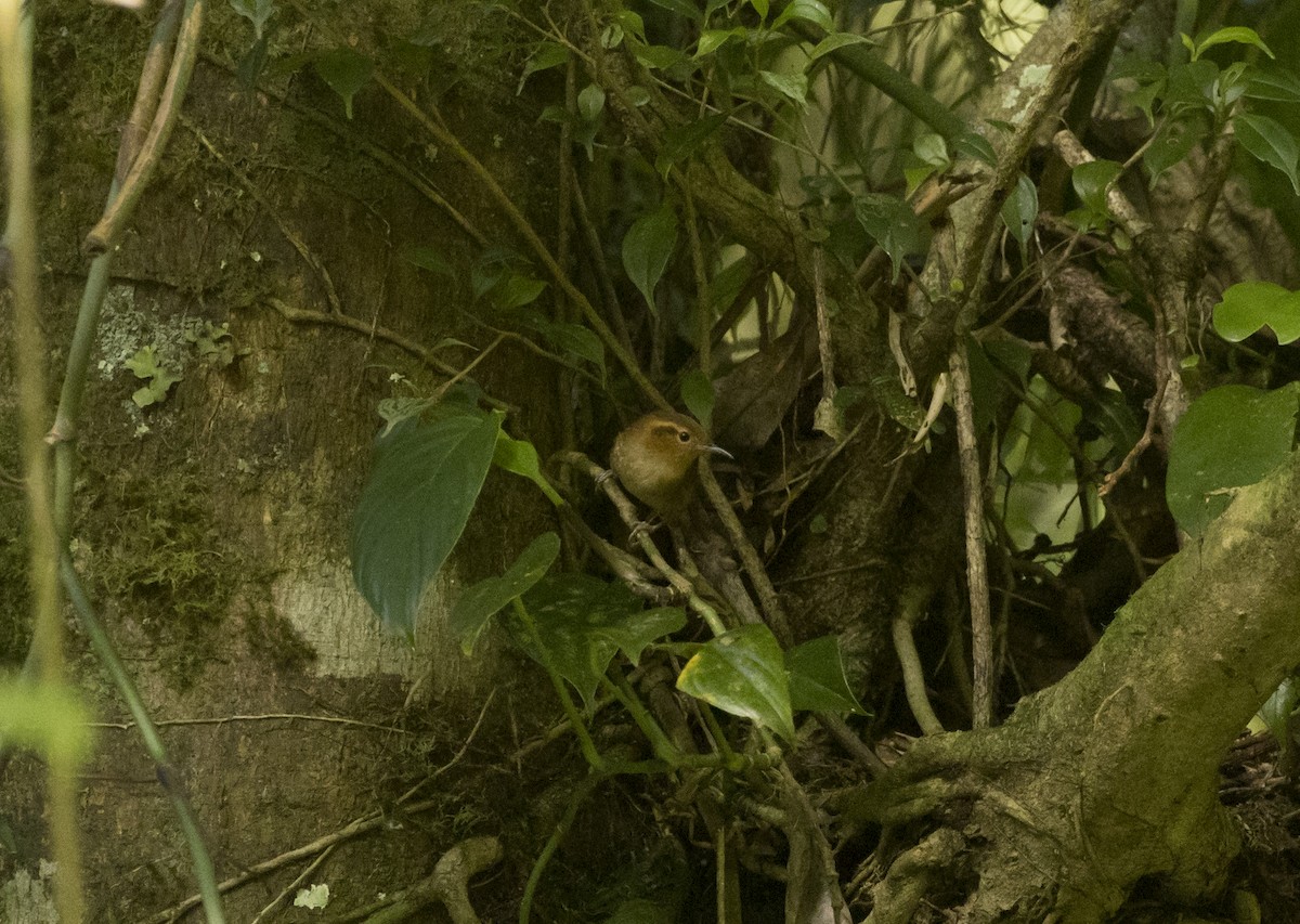 Ochraceous Wren - ML646984270