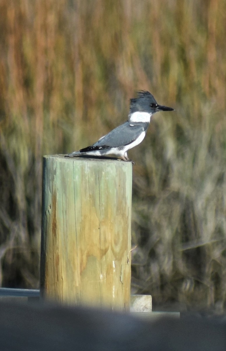 rybařík pruhoprsý - ML646984271