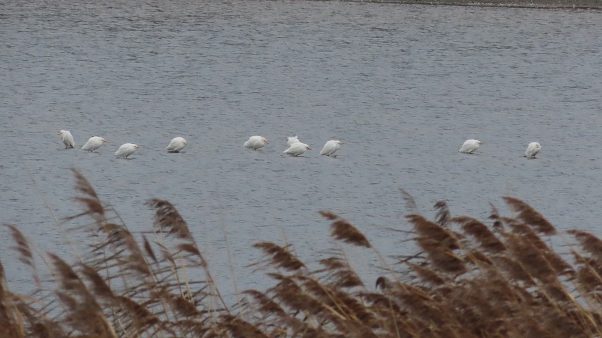 kuhegre - ML646984272