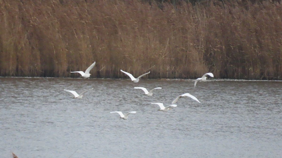 kuhegre - ML646984273