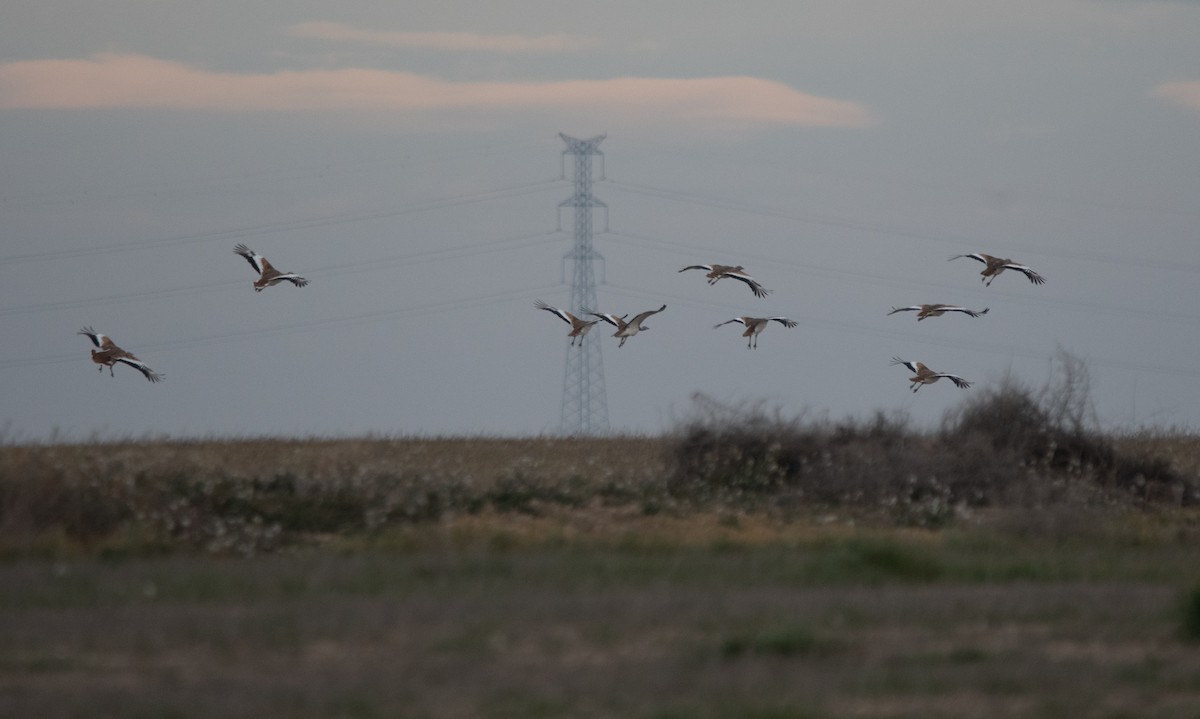 Great Bustard - ML646984277