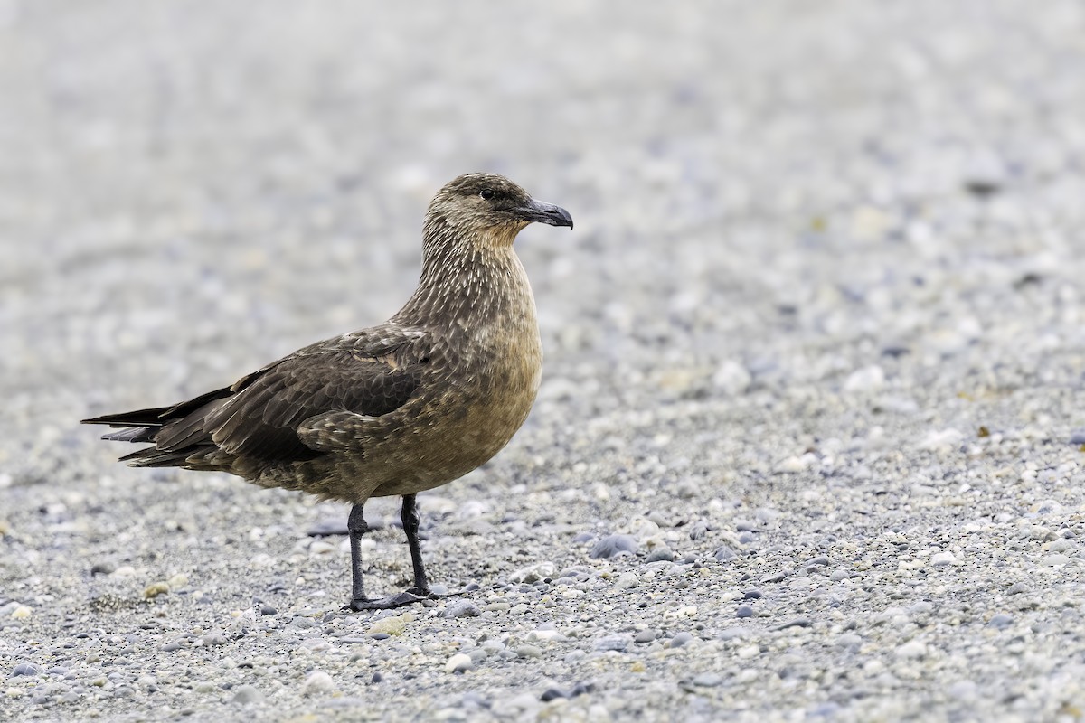 Marikaka txiletarra - ML646984282