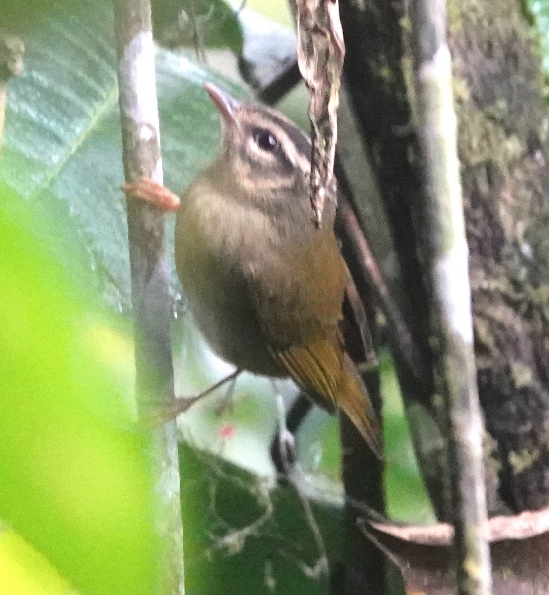 Three-striped Warbler - ML646984283