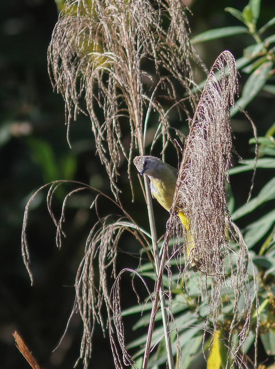 Flavescent Bulbul - ML646984286