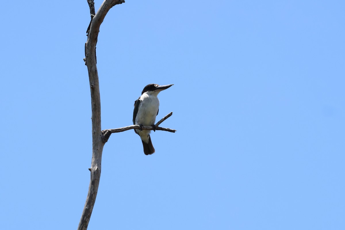 Torresian Kingfisher - ML646984287