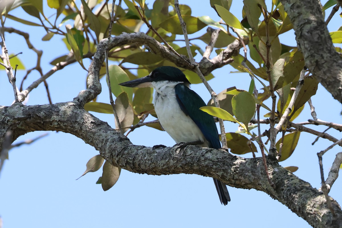 Torresian Kingfisher - ML646984288