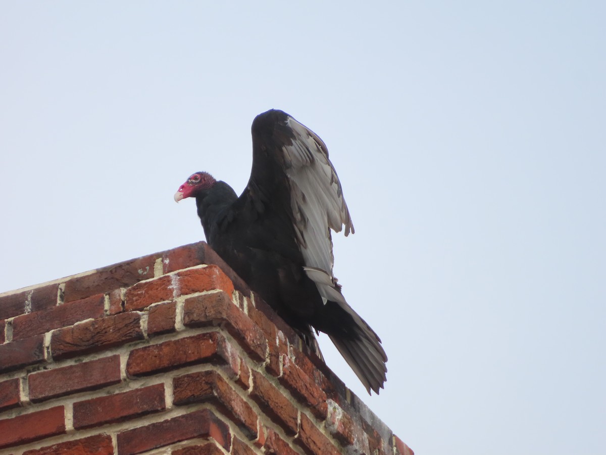 Turkey Vulture - ML646984294