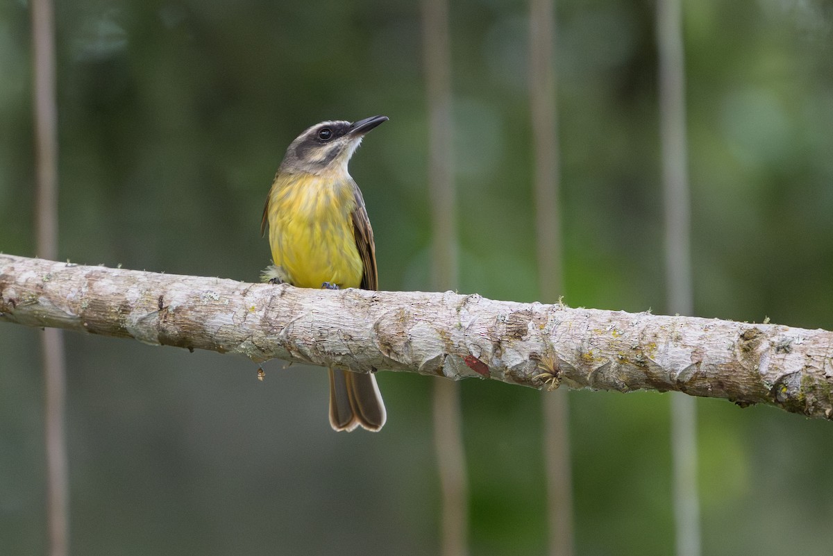 Tyran à ventre d'or - ML646984296