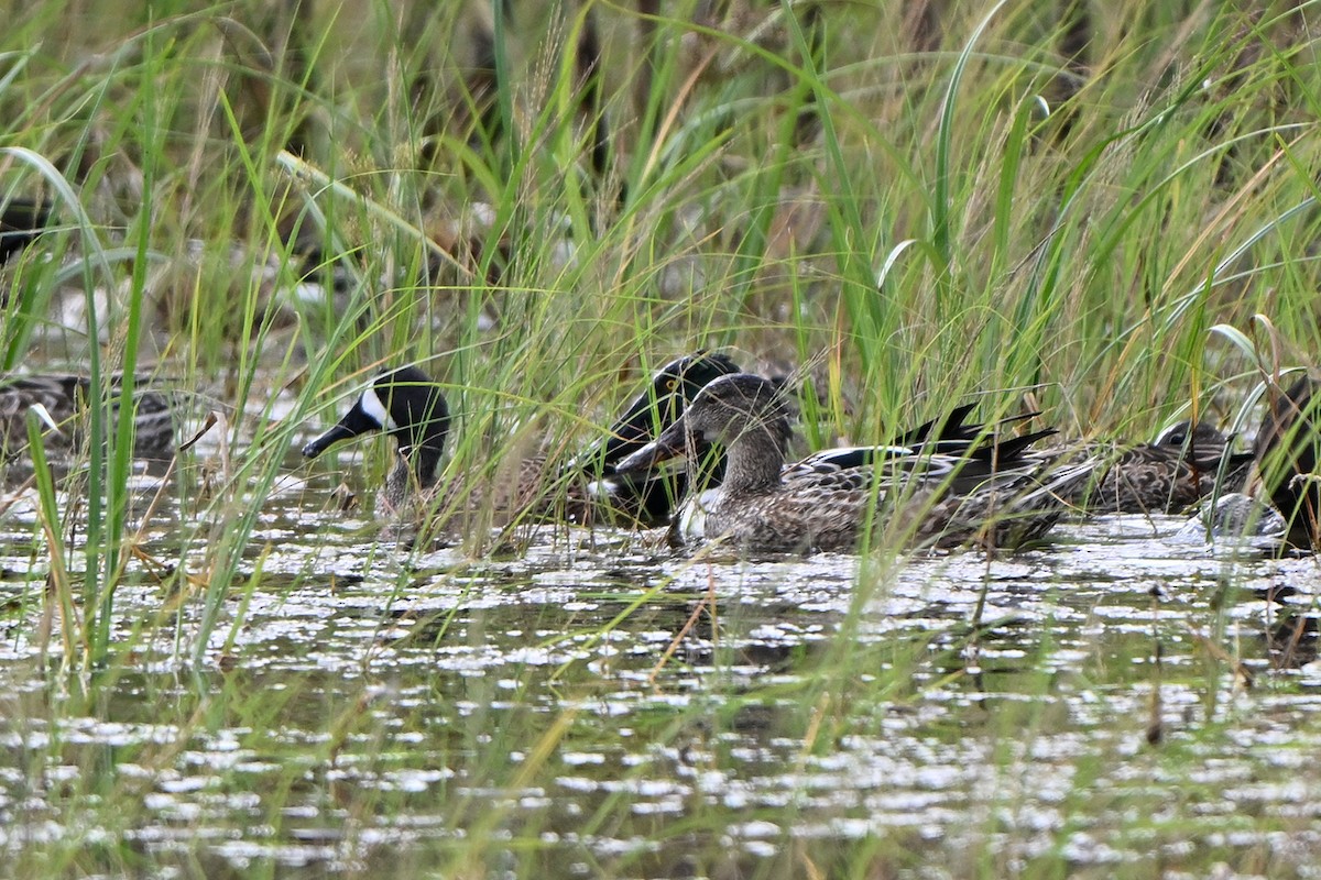 琵嘴鴨 - ML646984300