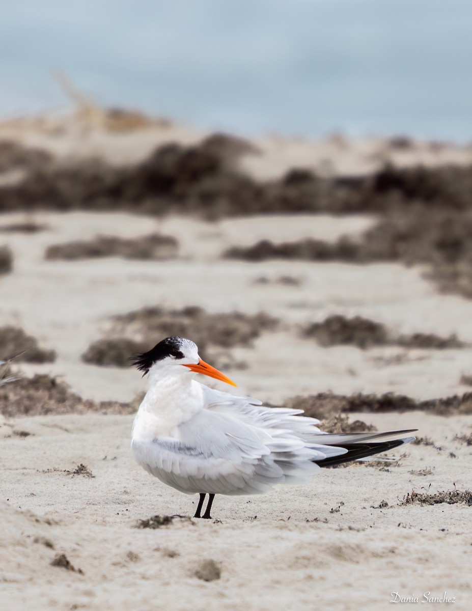 Elegant Tern - ML646984306