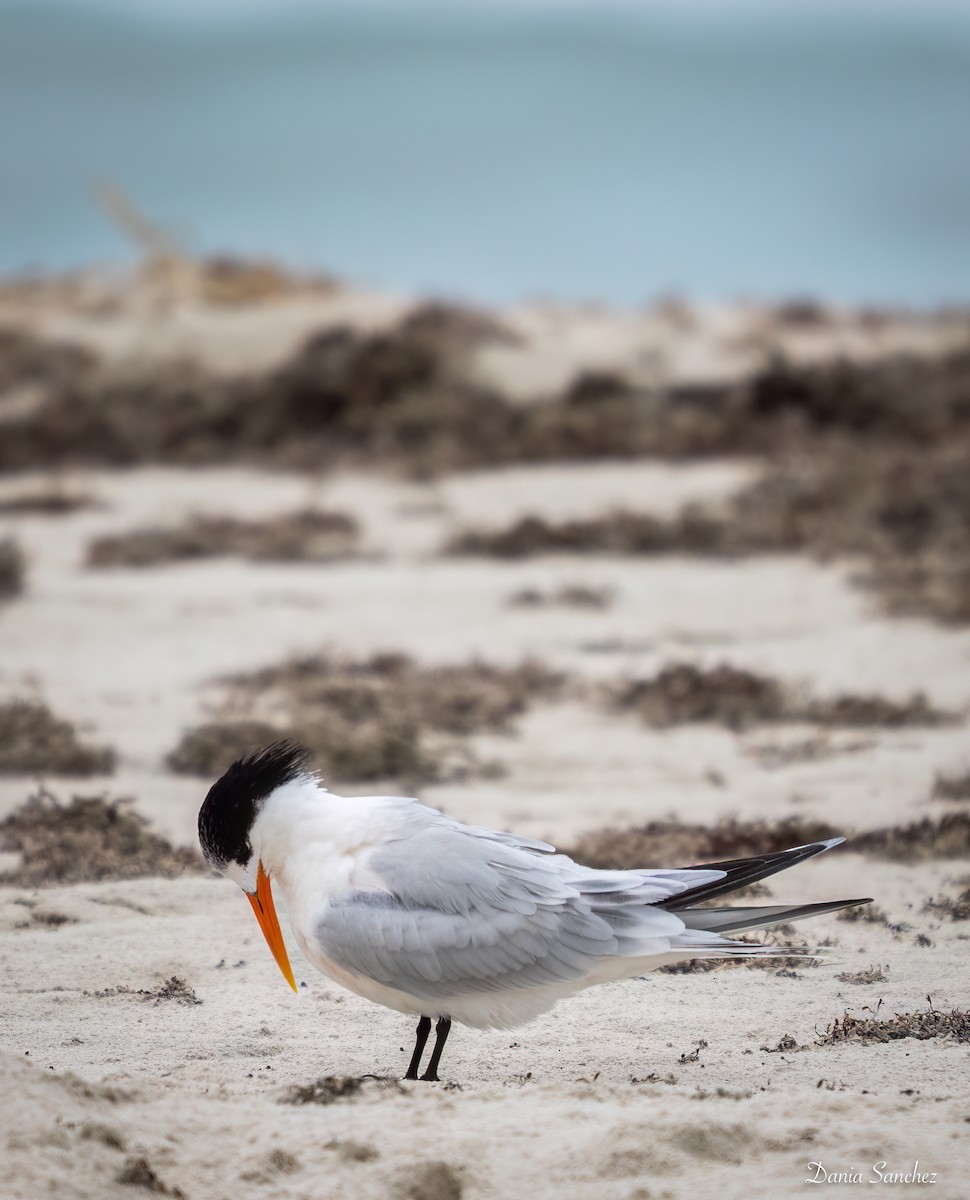 Elegant Tern - ML646984309