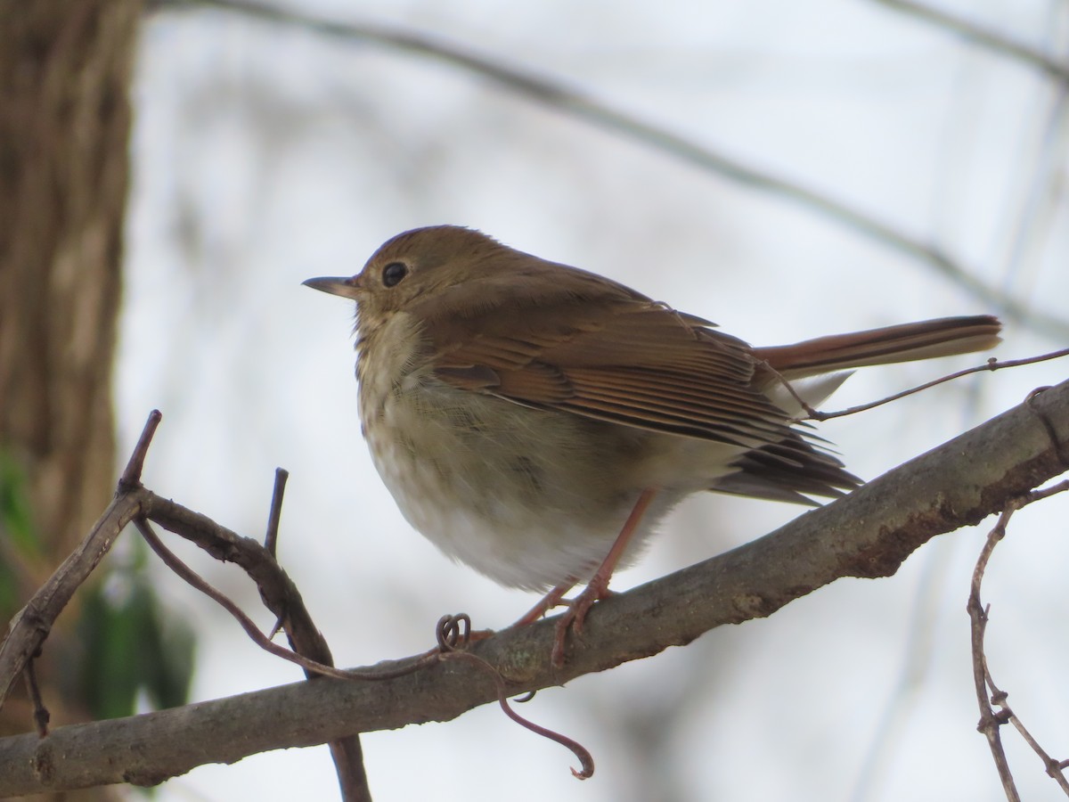 Hermit Thrush - ML646984313