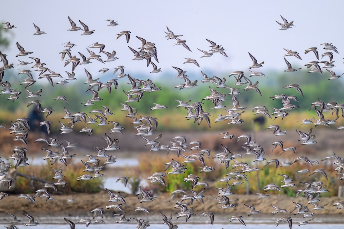 Tibetan Sand-Plover - ML646984314