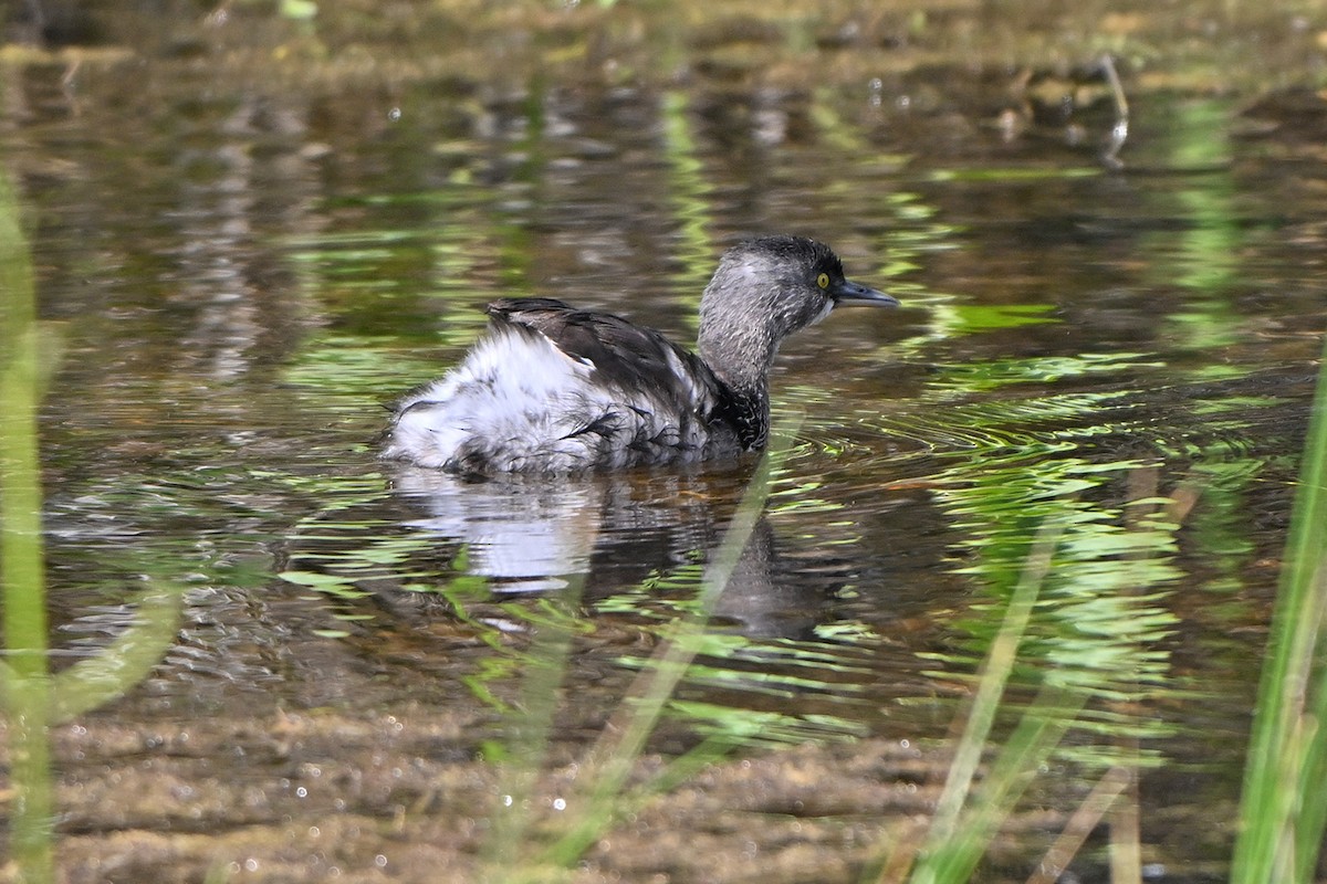 Least Grebe - ML646984322