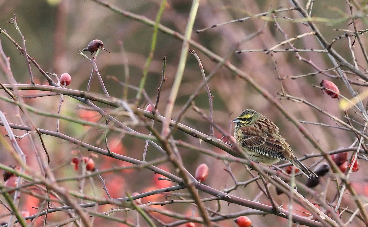 Cirl Bunting - ML646984323