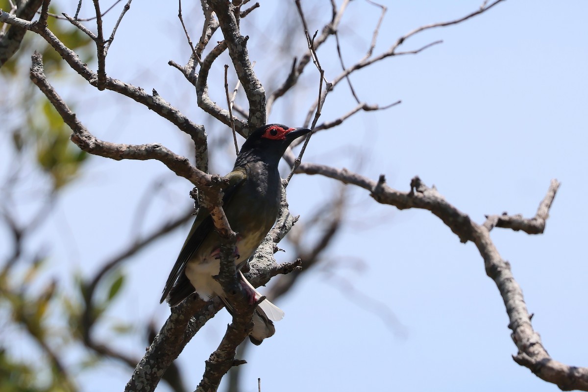 Australasian Figbird (Green) - ML646984328