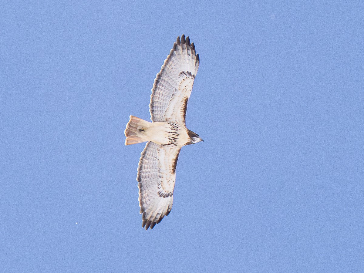 Zapelatz buztangorria - ML646984333