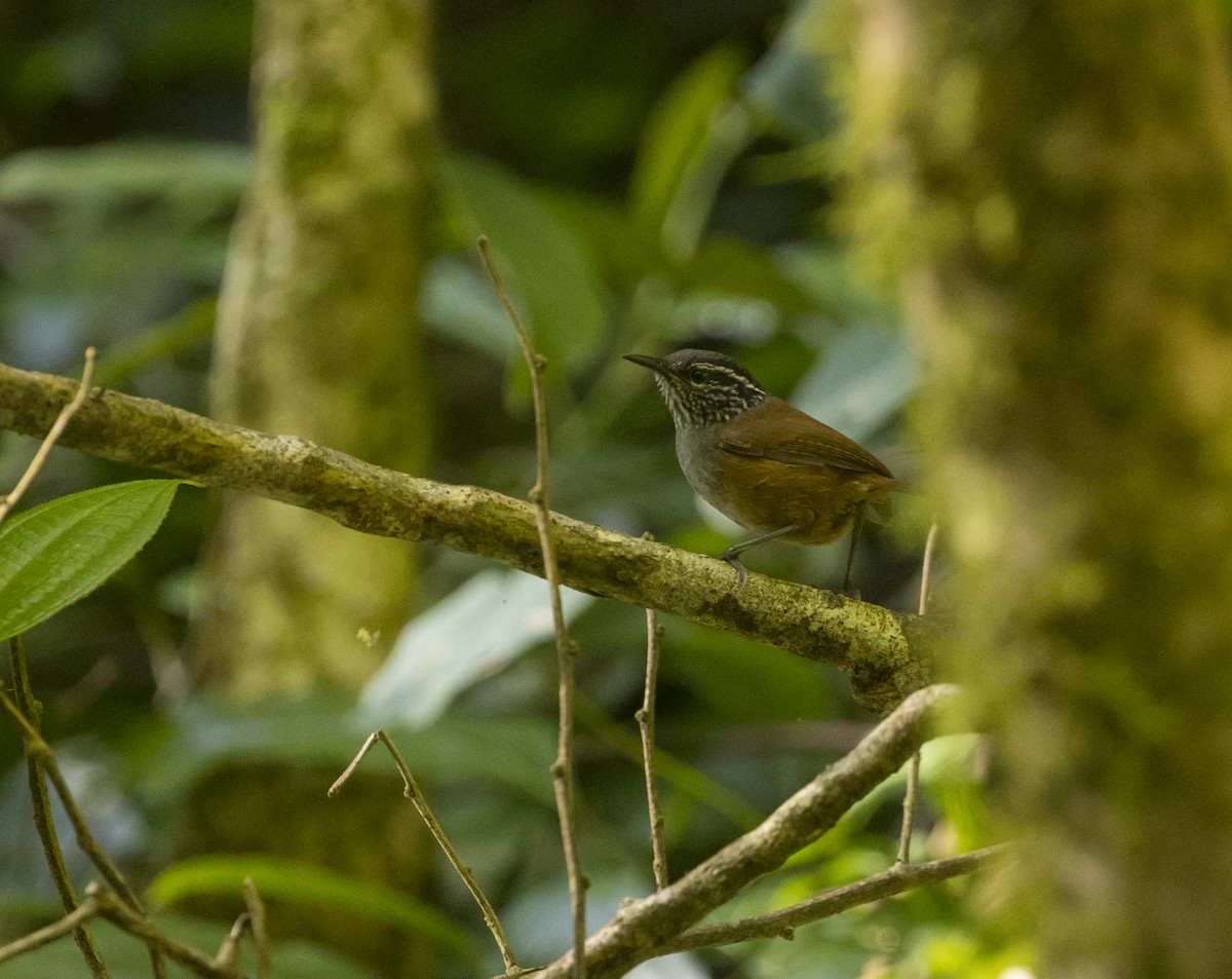 Gray-breasted Wood-Wren - ML646984334