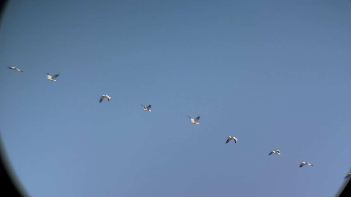 Snow Goose - ML646984335