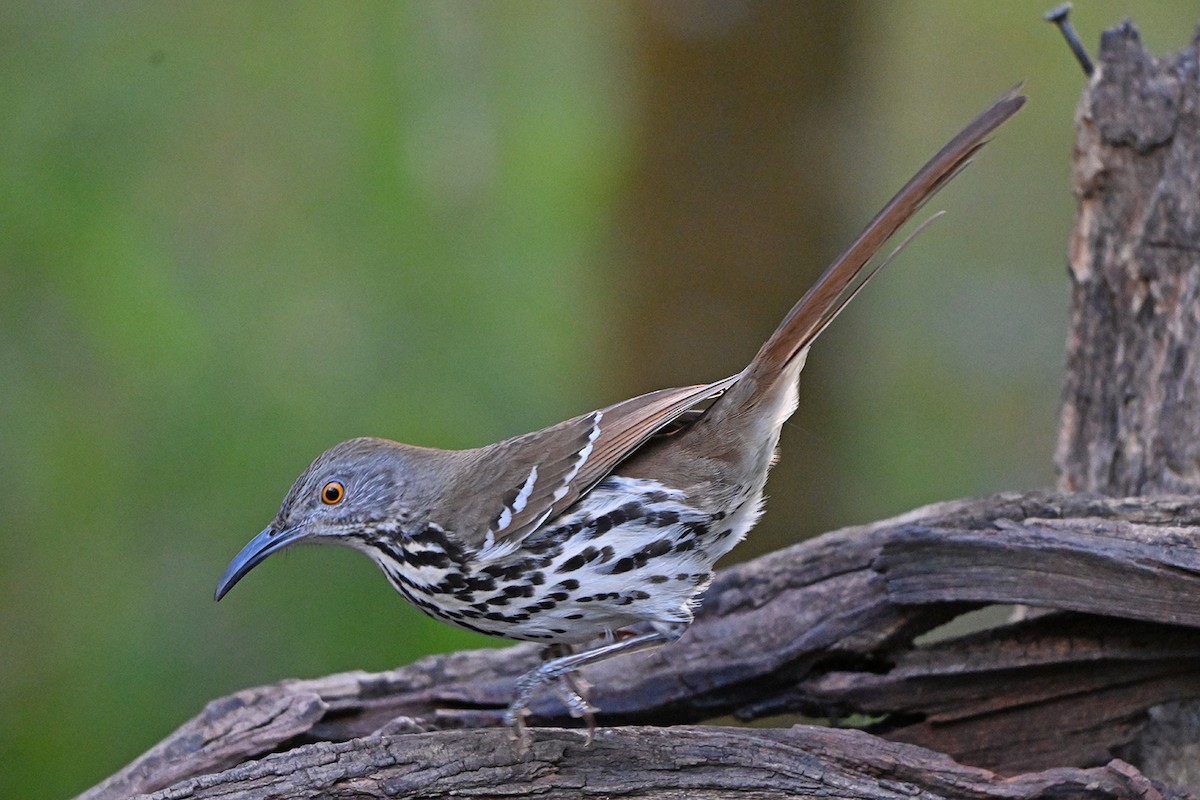 Long-billed Thrasher - ML646984336