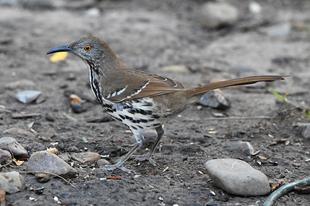 Long-billed Thrasher - ML646984337