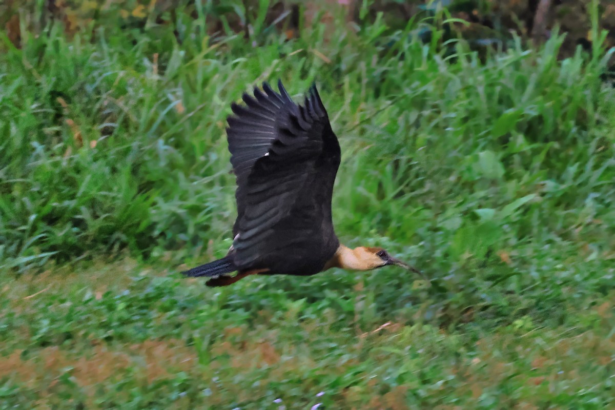Buff-necked Ibis - ML646984338