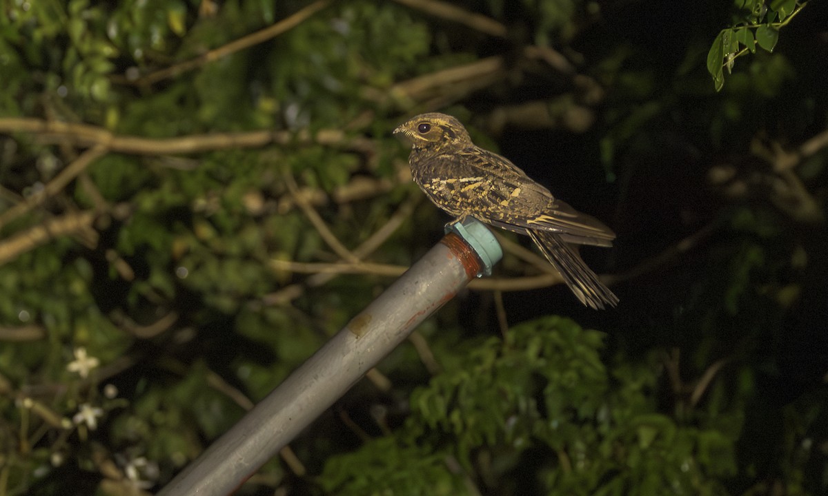 Langschwanz-Nachtschwalbe - ML646984340