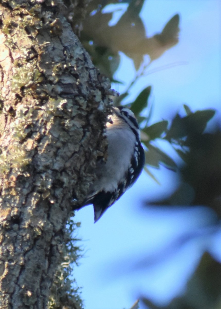 strakapoud osikový - ML646984349