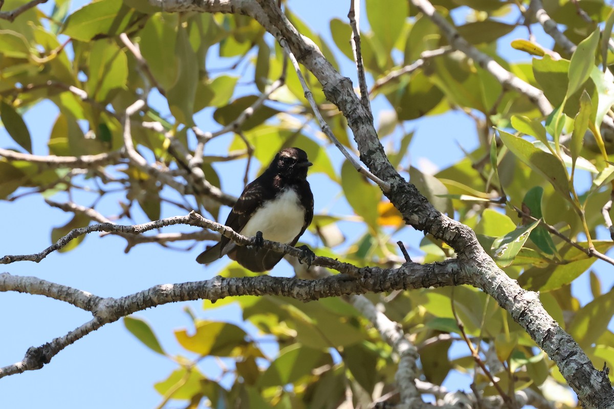 Willie-wagtail - ML646984350