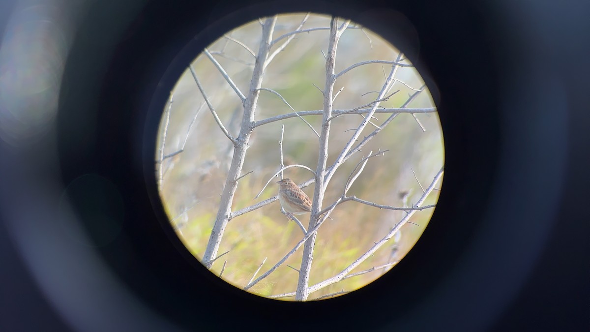 Grasshopper Sparrow - ML646984354