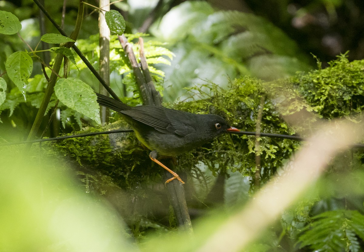 Slaty-backed Nightingale-Thrush - ML646984365