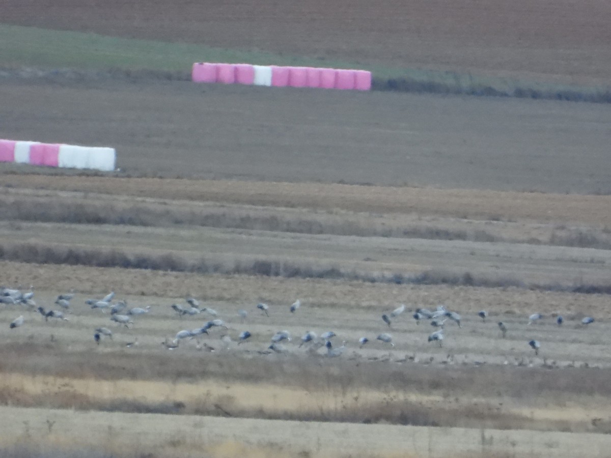 Kranich - ML646984366