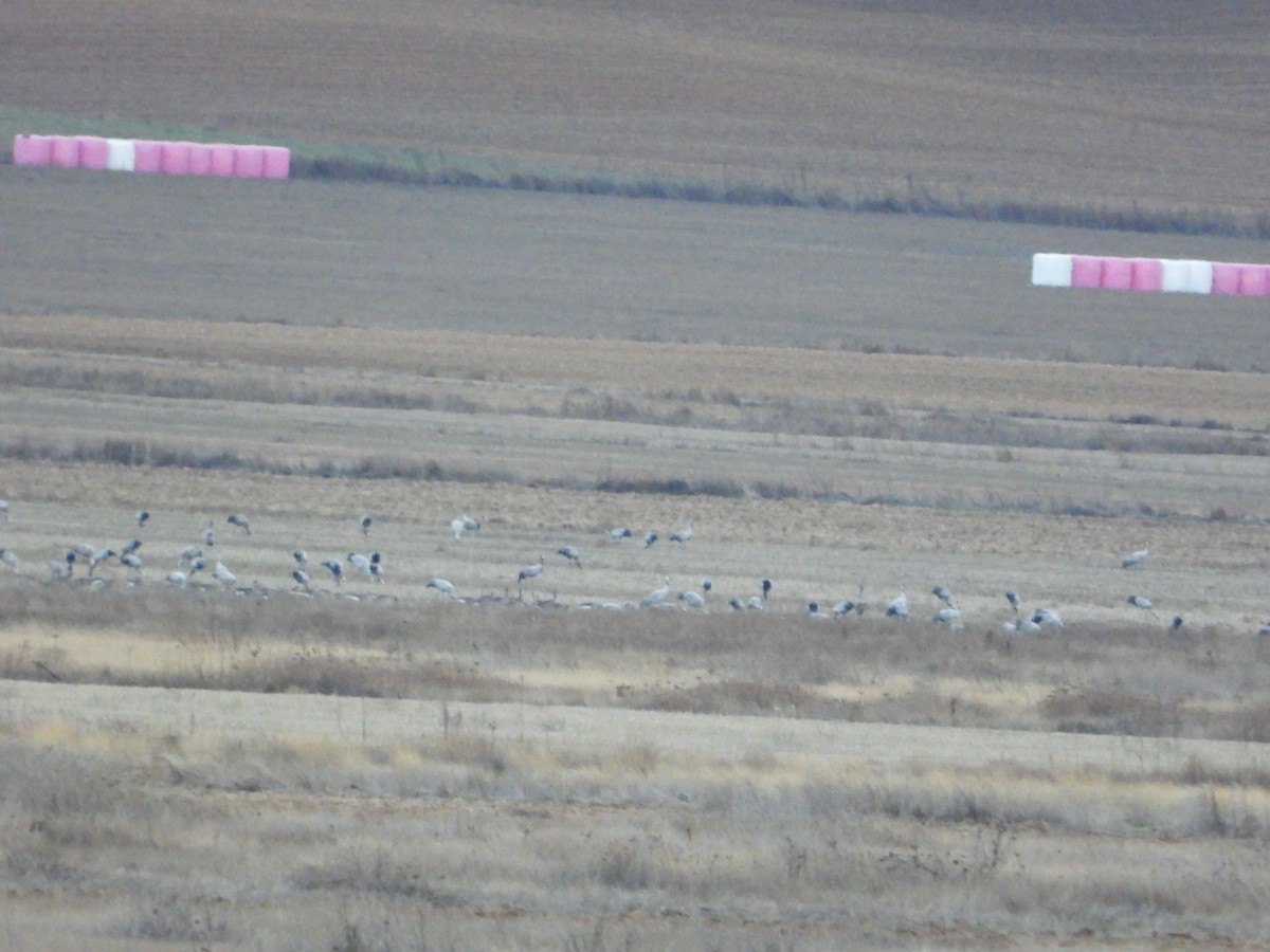 Kranich - ML646984367