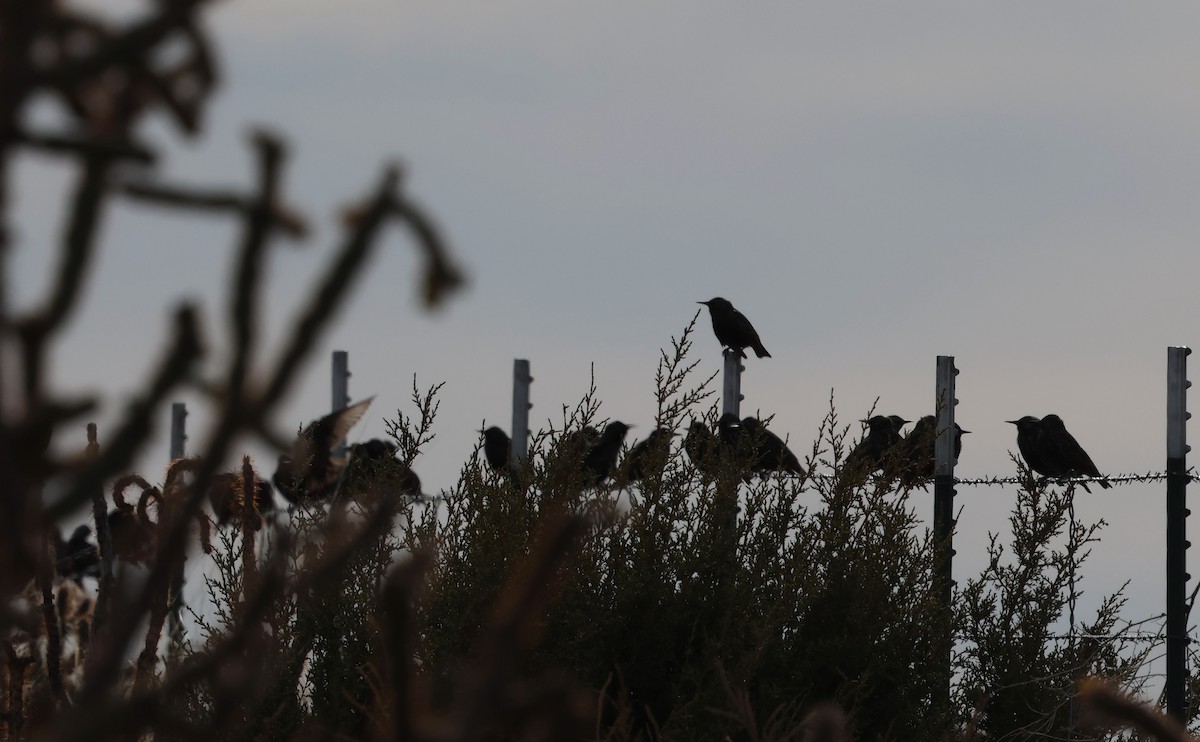 Estornino Pinto - ML646984368