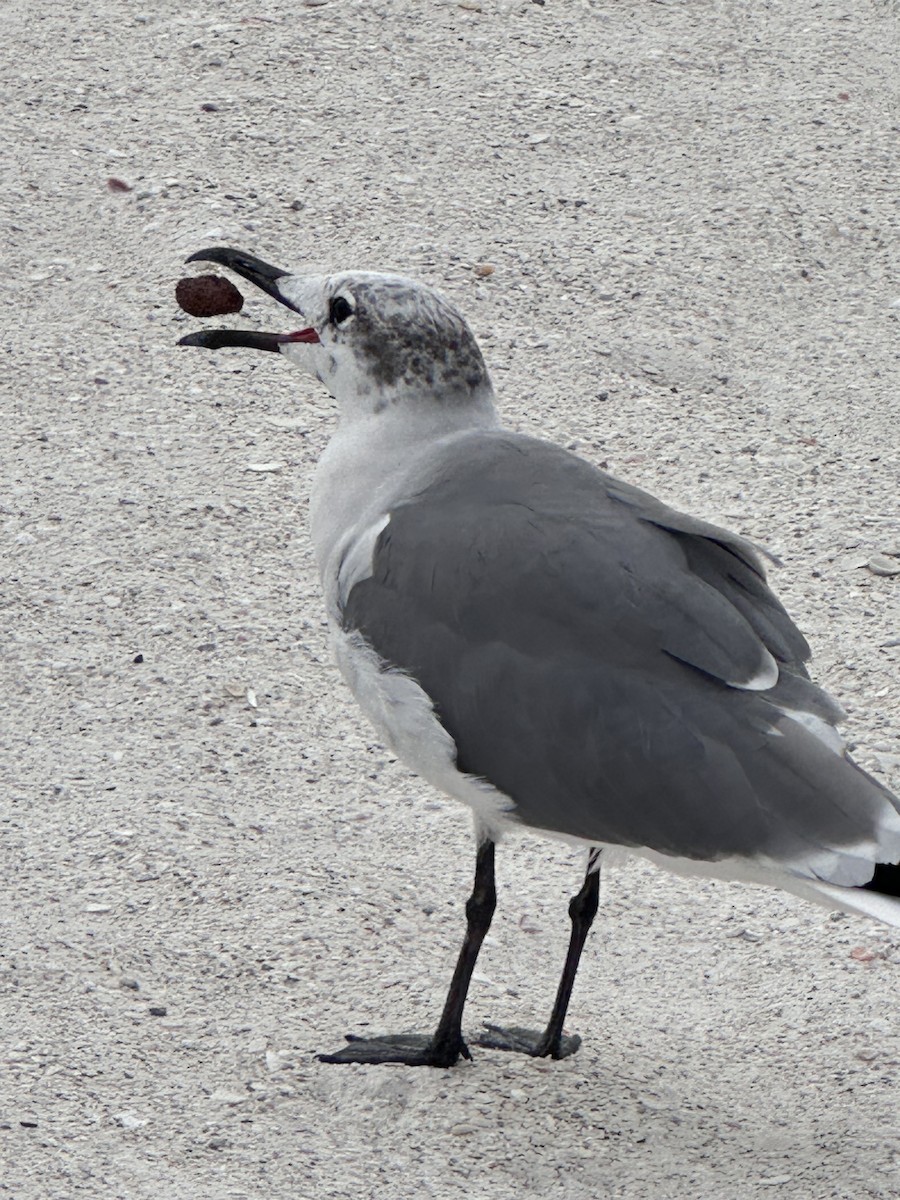 Laughing Gull - ML646984370