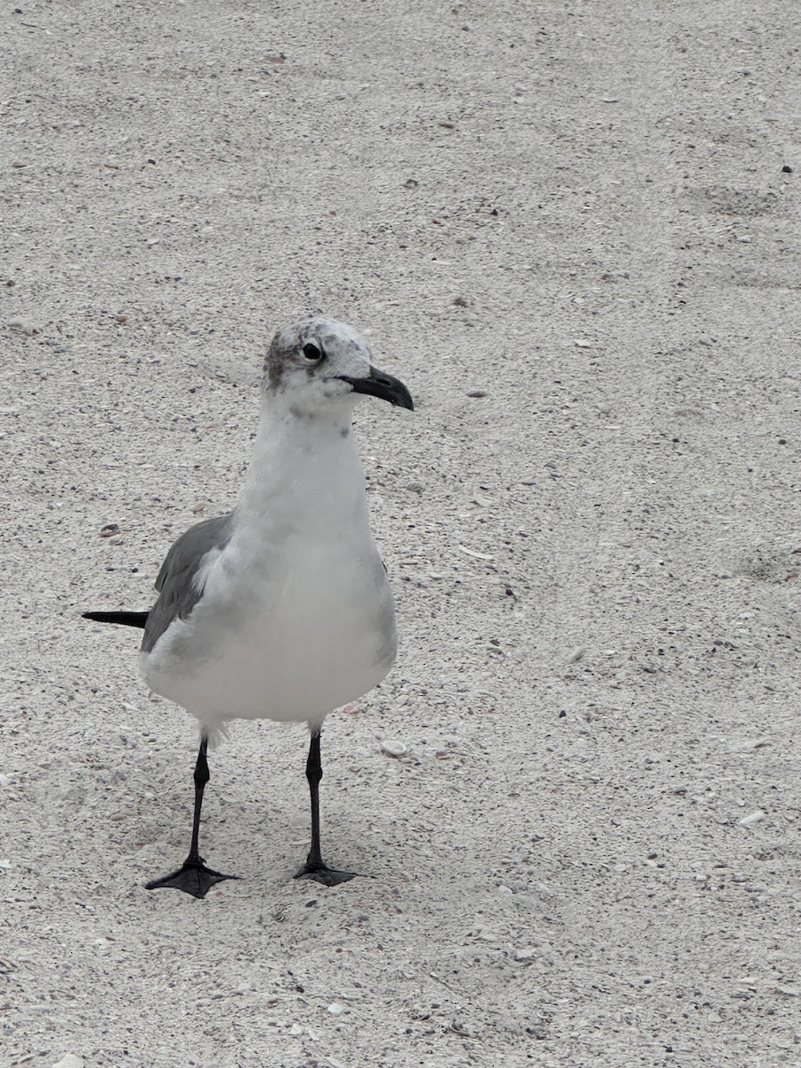 Laughing Gull - ML646984371