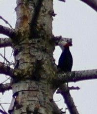 White-headed Woodpecker - ML646984373