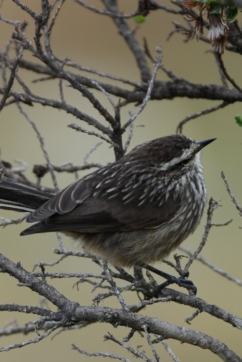 Andean Tit-Spinetail - ML646984374