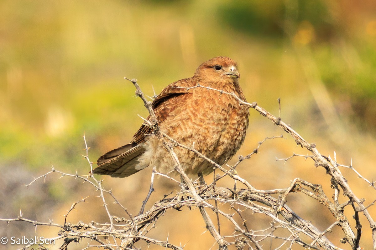 Chimango Caracara - ML646984384