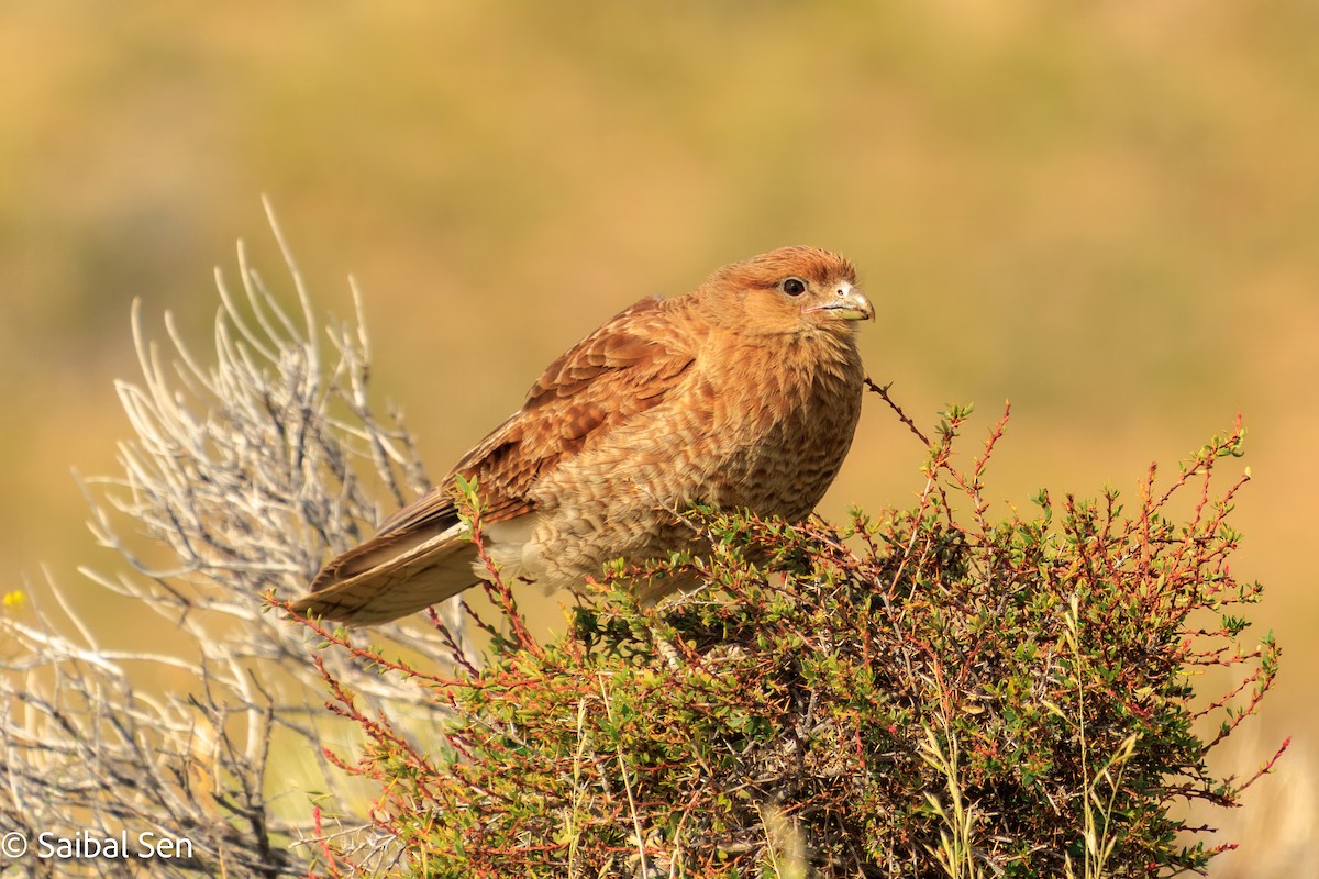 Chimango Caracara - ML646984385