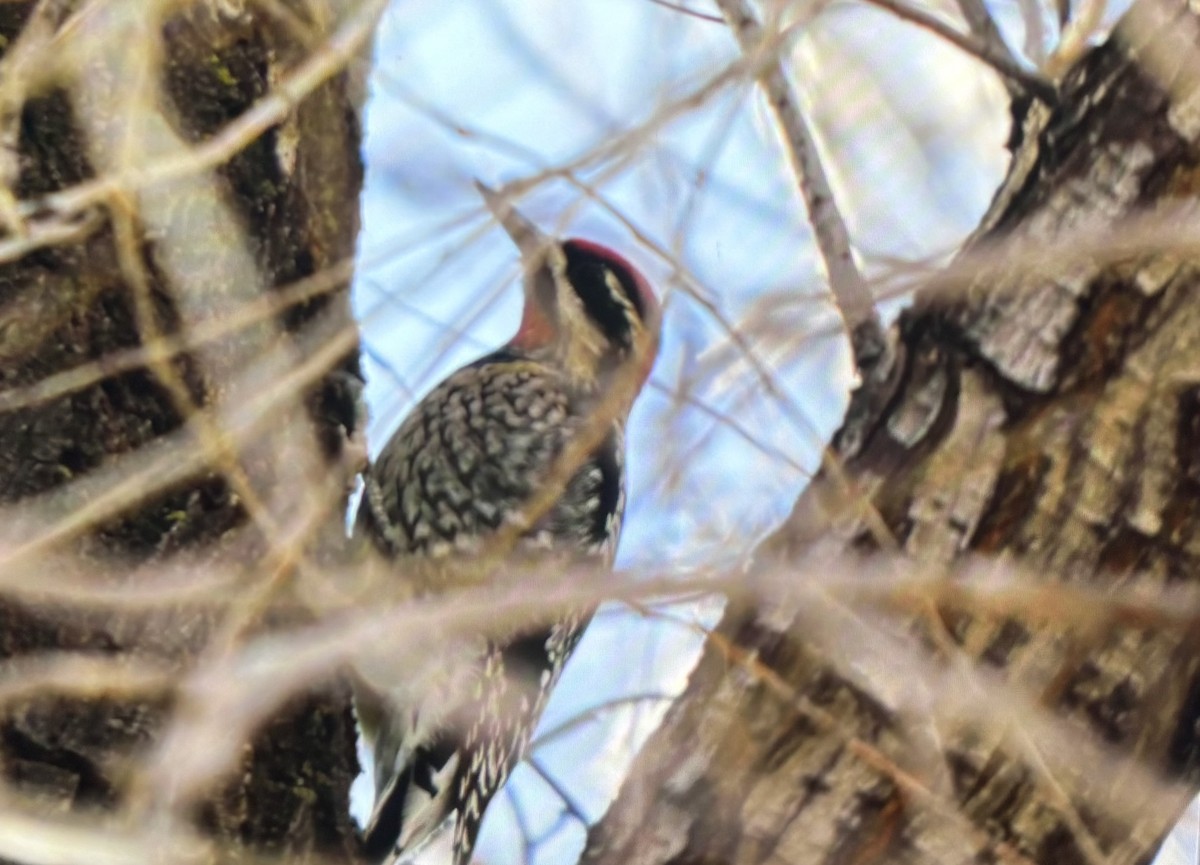 Red-naped Sapsucker - ML646984393