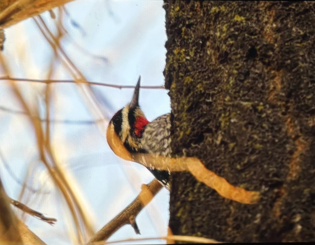 Red-naped Sapsucker - ML646984394
