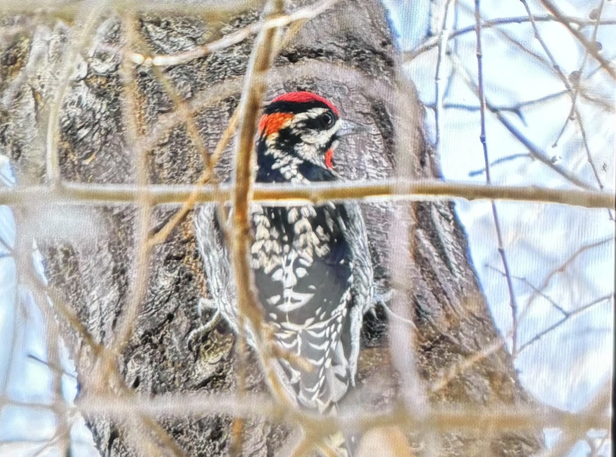 Red-naped Sapsucker - ML646984395