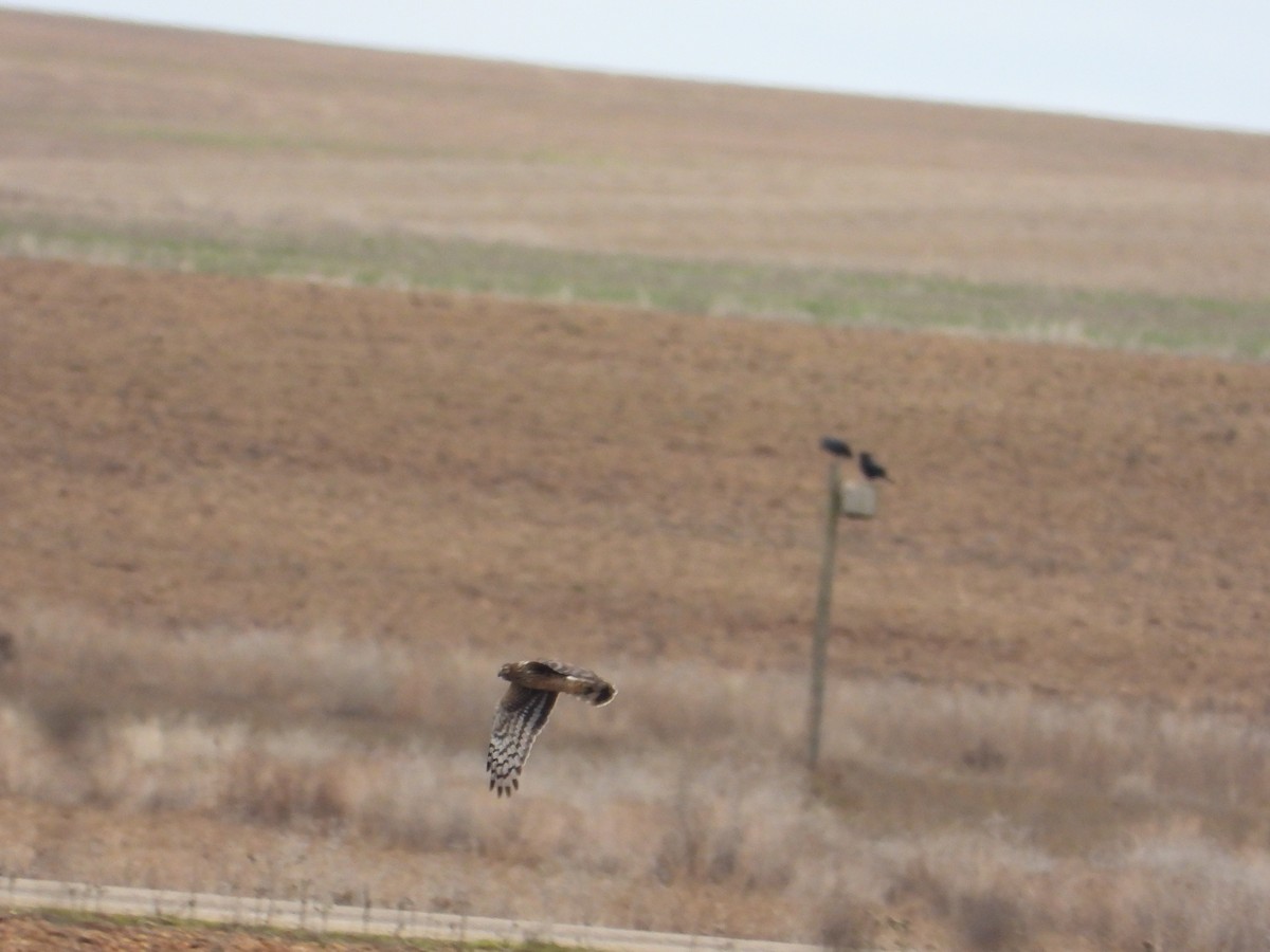 moták pilich - ML646984396