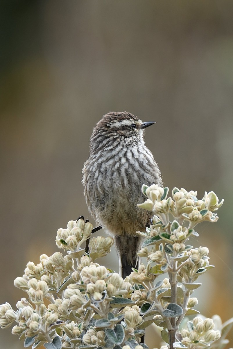 Andean Tit-Spinetail - ML646984397