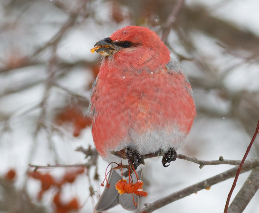 Pine Grosbeak - ML646984399