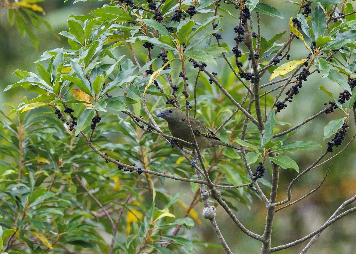 Tangara Palmera - ML646984403
