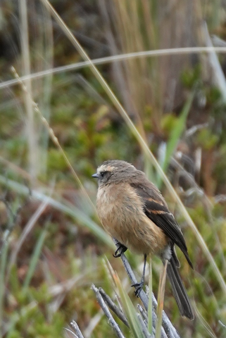 Brown-backed Chat-Tyrant - ML646984406