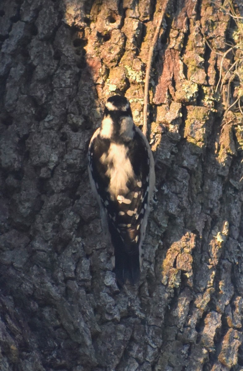 strakapoud osikový - ML646984409